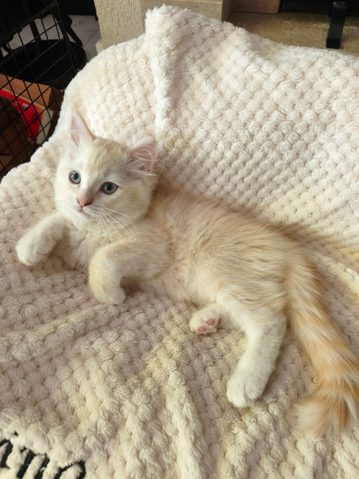 Red point Ragdoll kitten, Poes, Gechipt, 0 tot 2 jaar