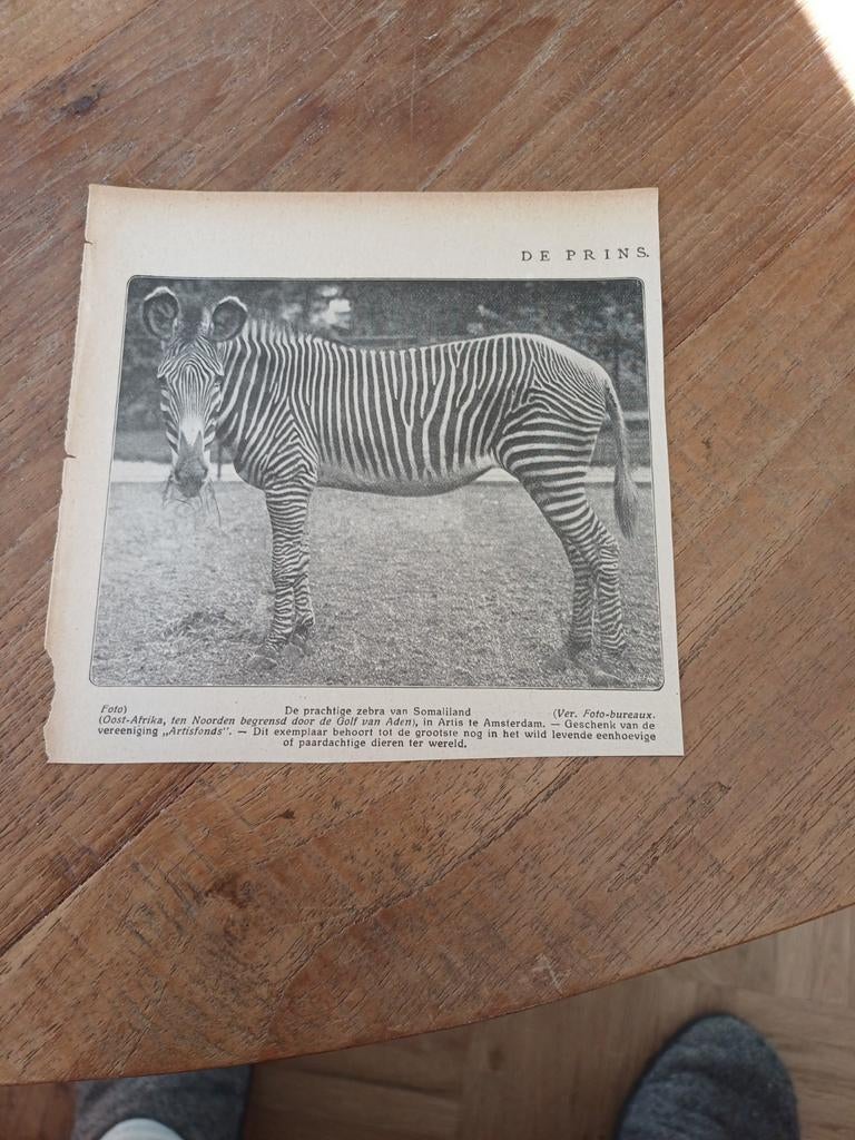 Knipsel zebra dierentuin Artis Amsterdam 1923, Ophalen of Verzenden, 1920 tot 1940, Knipsel(s)