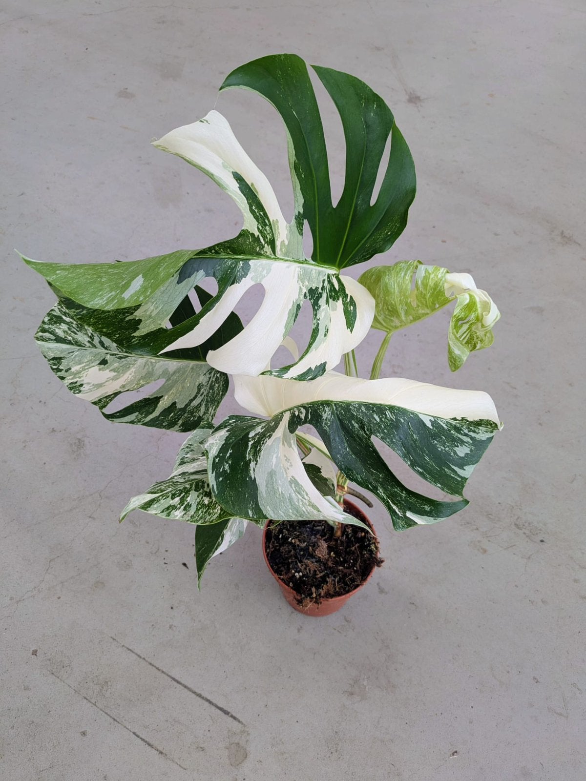Monstera variegata 60 cm
