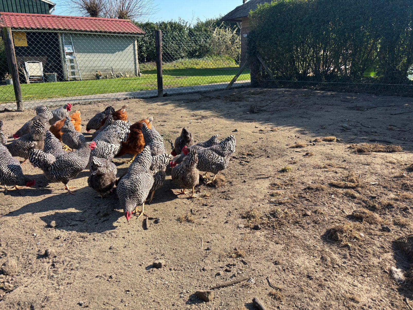 Broedeieren amrock kriel, Dieren en Toebehoren, Pluimvee, Geslacht onbekend, Kip
