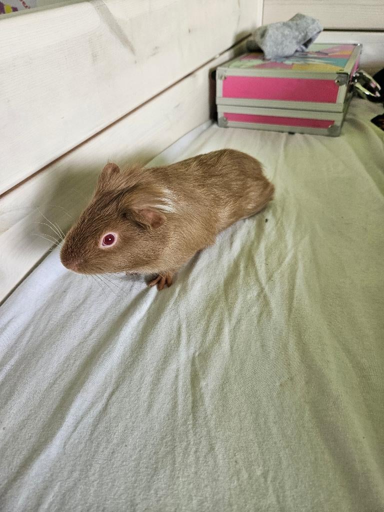 Cavias, Dieren en Toebehoren, Knaagdieren, Mannelijk, Tam, Maart, Cavia