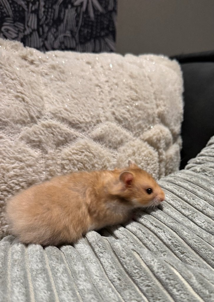 Syrische hamsters., Hamster, Mei, Meerdere dieren, Tam