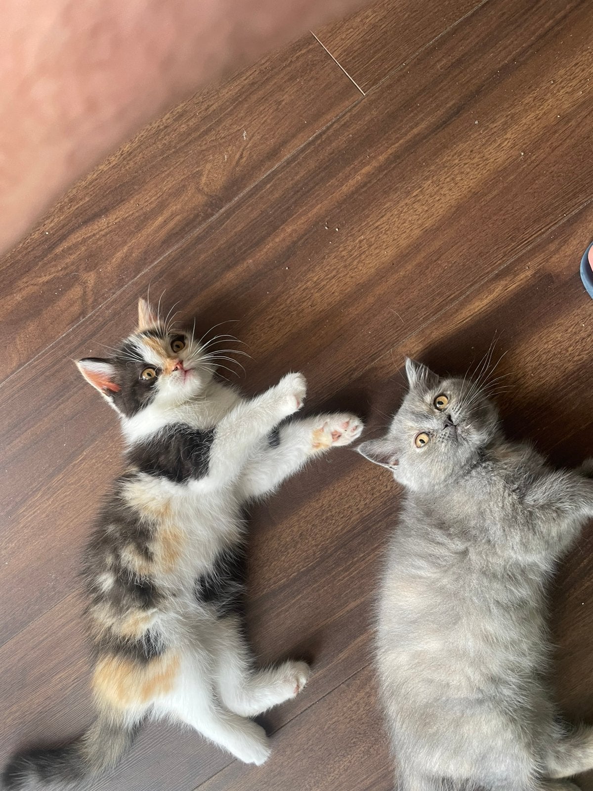 5 kittens, Dieren en Toebehoren, Meerdere dieren