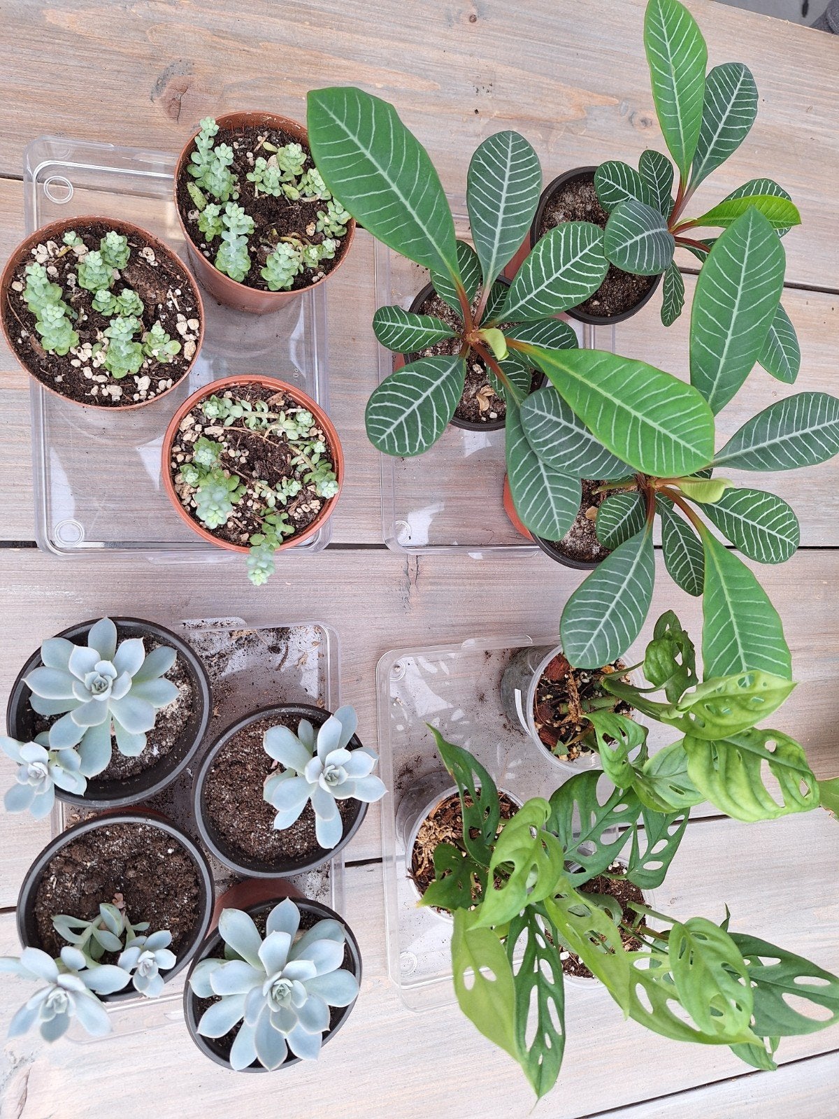 4 verschillende plantjes mix(laniata,burrito,jewel,vetplant), Huis en Inrichting, Kamerplanten, Ophalen of Verzenden, Halfschaduw