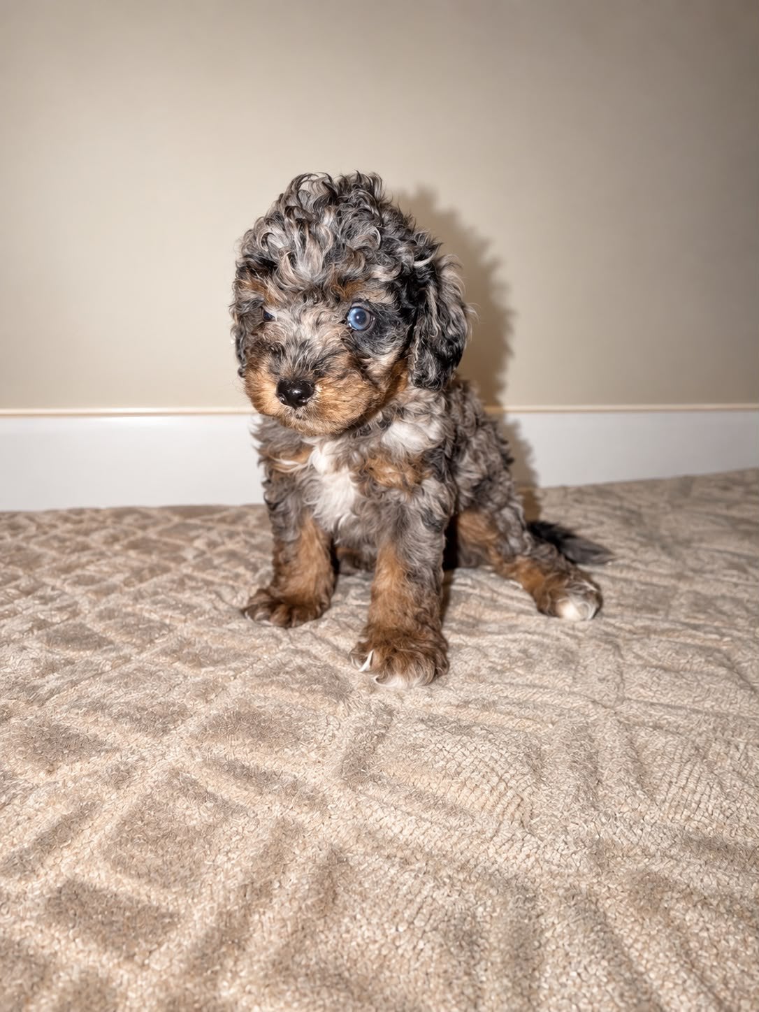 Maltipoo pup, Dieren en Toebehoren, 8 tot 15 weken, Meerdere, Meerdere dieren, Klein