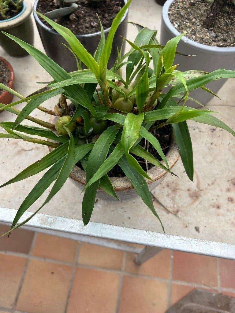 sneeuworchidee,Coelogne cristata, Overige soorten, In pot, Minder dan 100 cm, Bloeiende kamerplant
