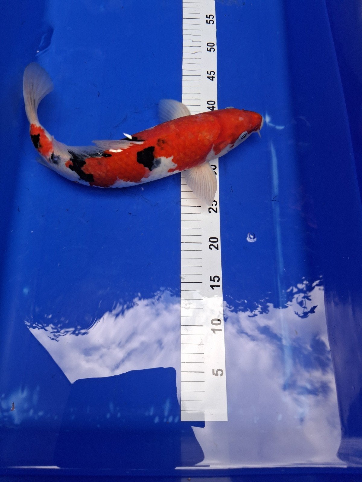 Schitterende Japanse koikarper 'Sanke' ca.40cm., Dieren en Toebehoren, Vissen | Vijvervissen, Karper of Koi