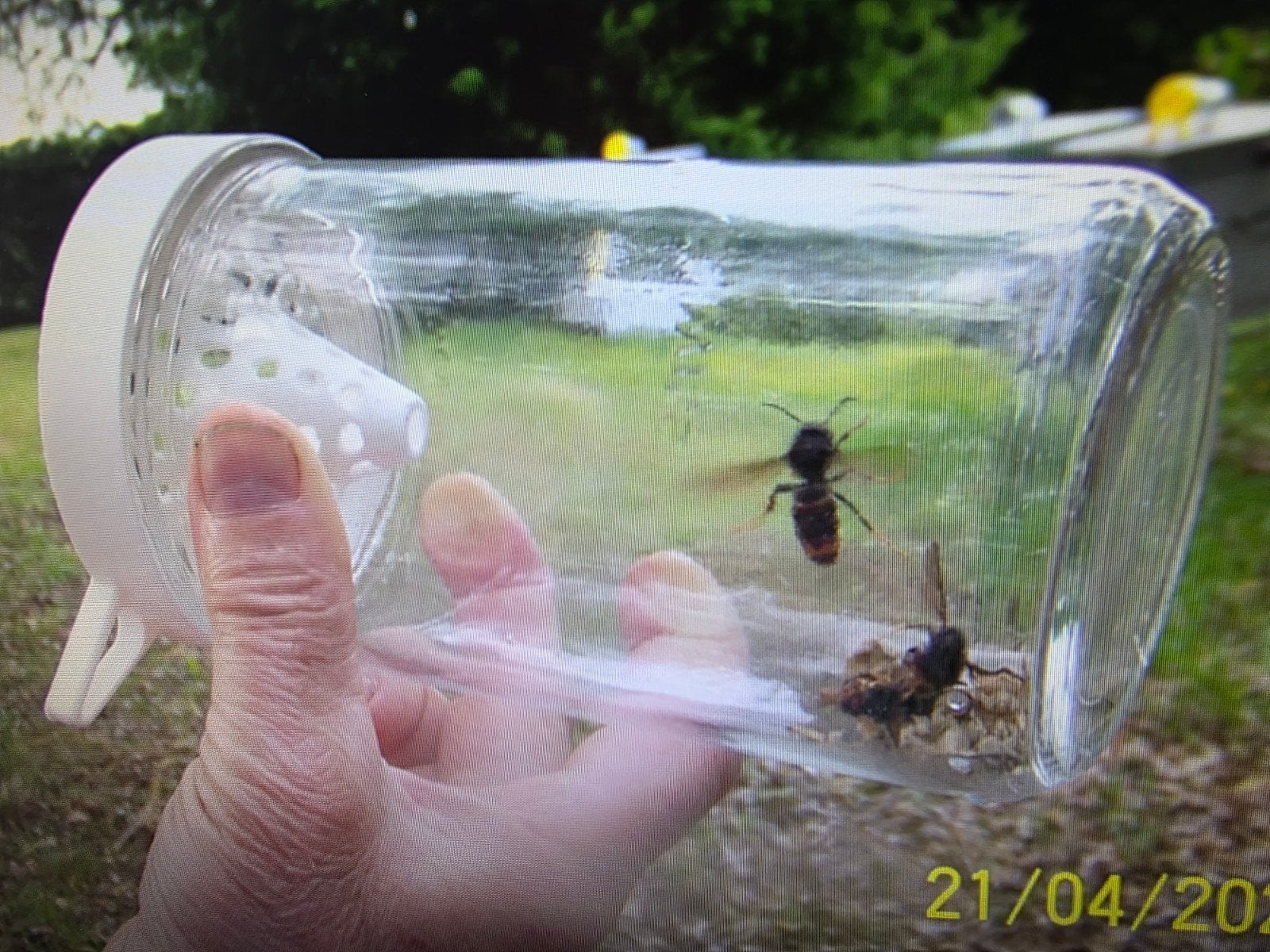 Zelf 3d geprinte Aziatische hornaar val, Dieren en Toebehoren, Insecten en Spinnen