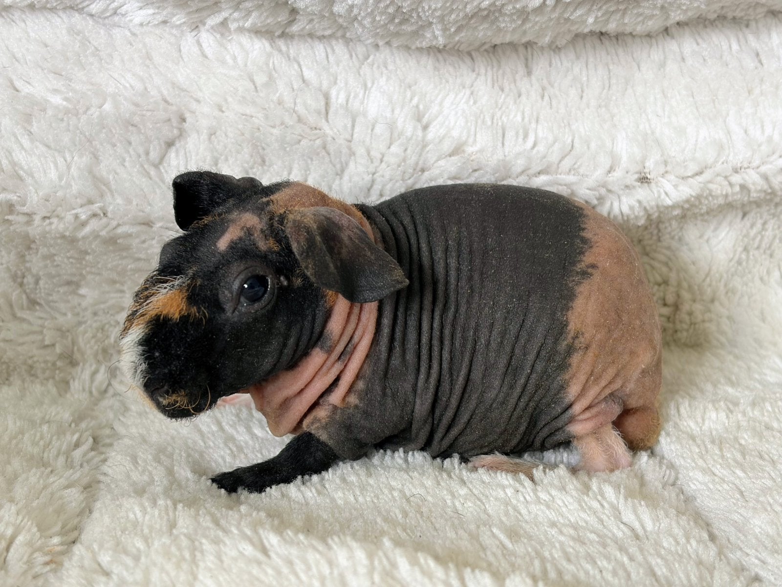 Skinny/Weerwolfje Driekleur, Cavia, Augustus, Mannelijk, Tam