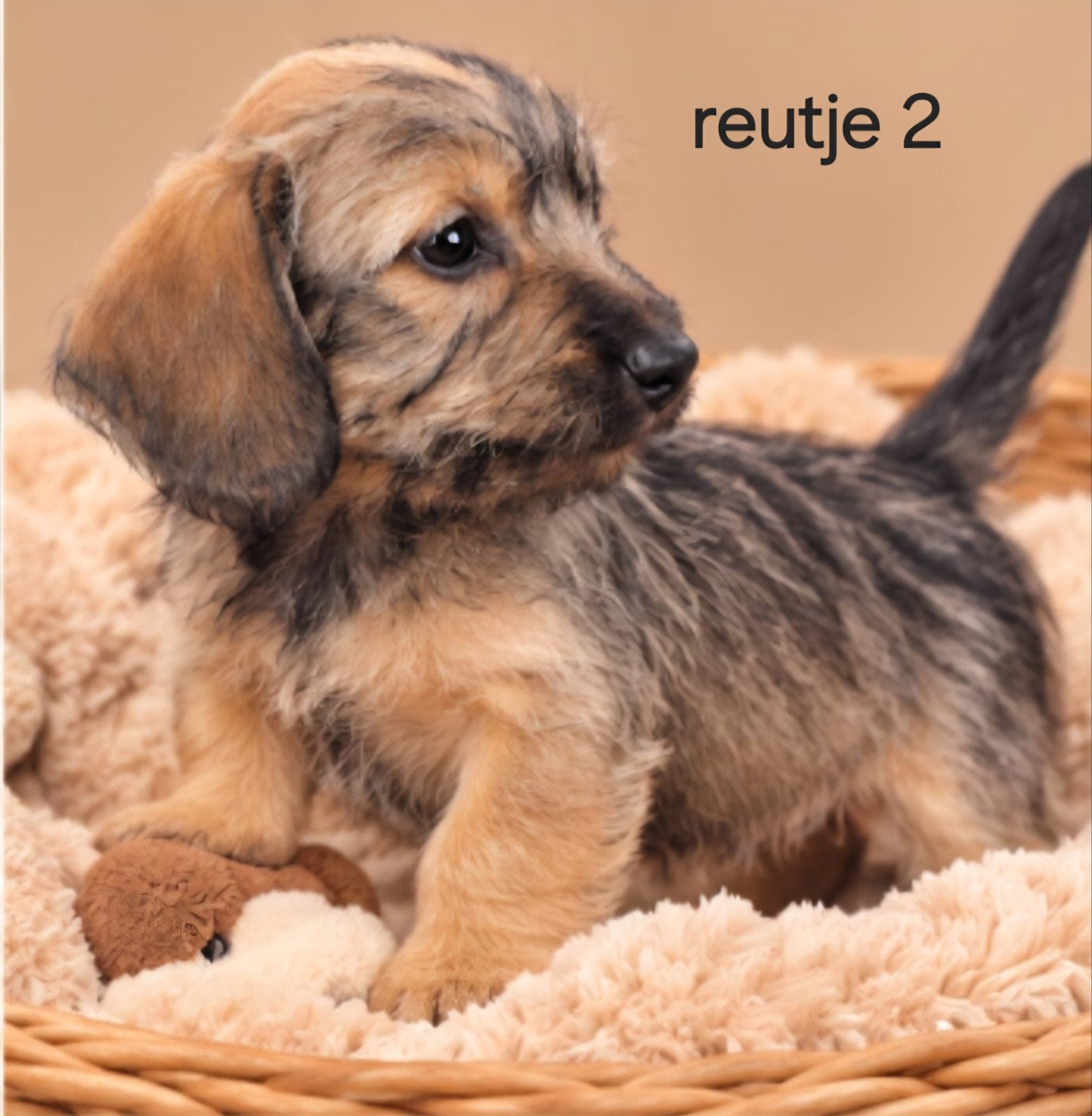 super mooie ruwhaar kaninchen x dwerg teckel (tekkel) pups, 8 tot 15 weken, Dwerg, CDV (hondenziekte), Meerdere
