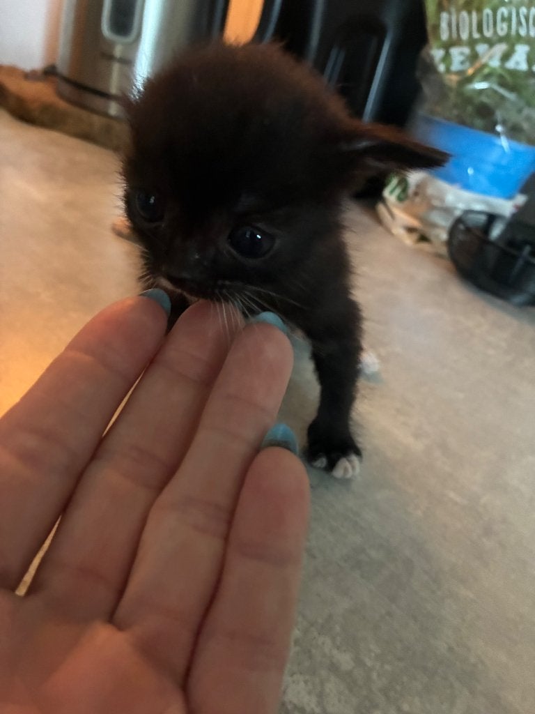 Kitten, Poes, 0 tot 2 jaar