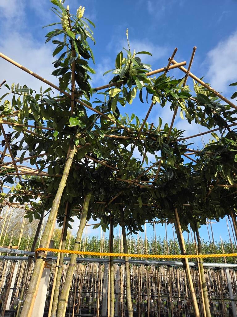 Dakplatanen Dak laurier Dak Liquidambar amberboom, Tuin en Terras, Bloembollen en Zaden, Halfschaduw, Ophalen