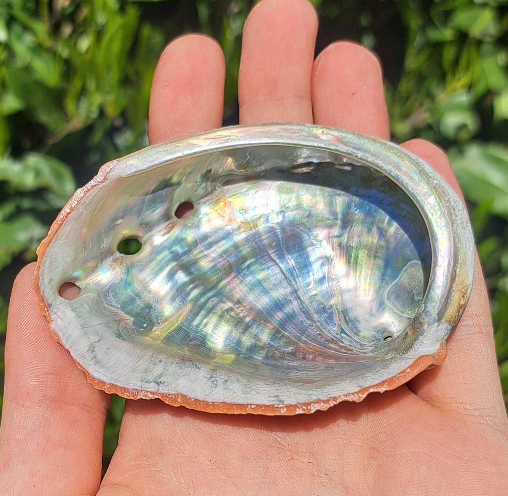 Abalone schelp parelmoer schelpen prachtige glans, Verzamelen, Mineralen en Fossielen, Ophalen of Verzenden, Schelp(en)