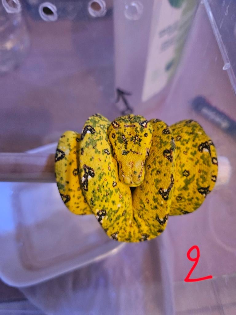 morelia viridis azurea biak 2025 Green Tree Python - unknown for sale from reptile900