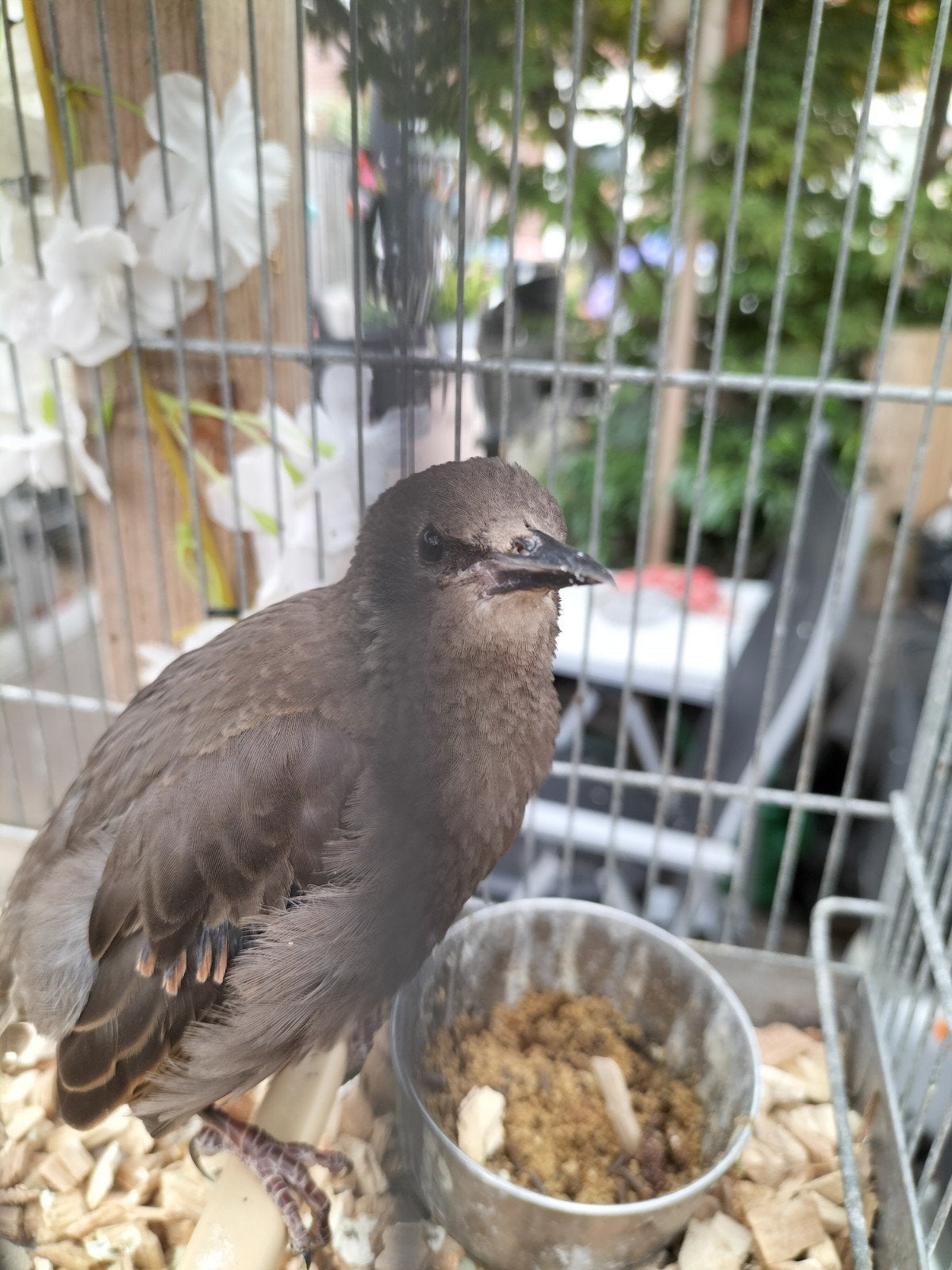Jonge Europese spreeuw, Dieren en Toebehoren, Vogels | Overige Vogels, Geslacht onbekend, Wildzangvogel, Geringd