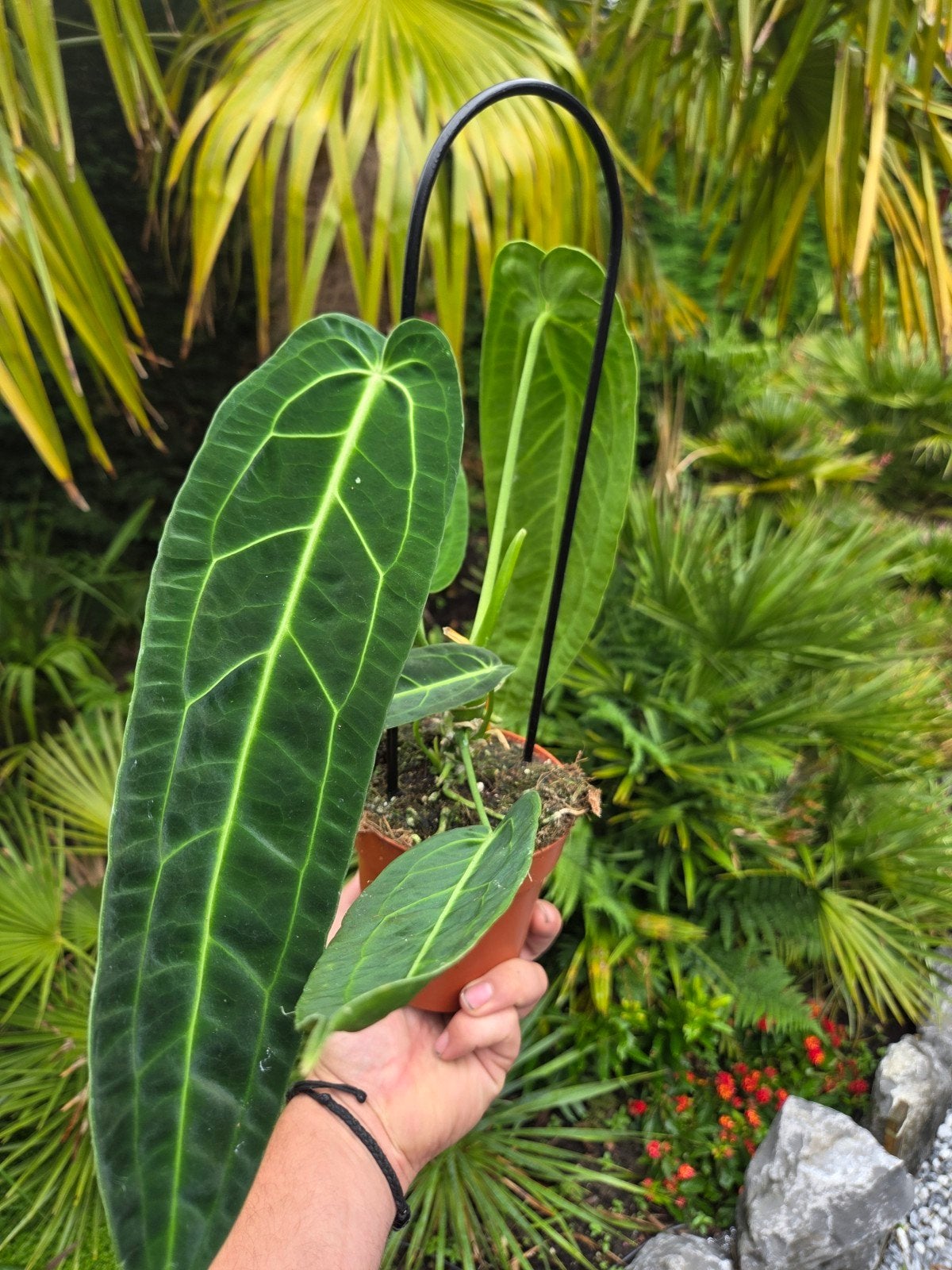 Anthurium Warocqueanum - Queen Anthurium, Huis en Inrichting, Kamerplanten, Ophalen of Verzenden, Halfschaduw, Minder dan 100 cm
