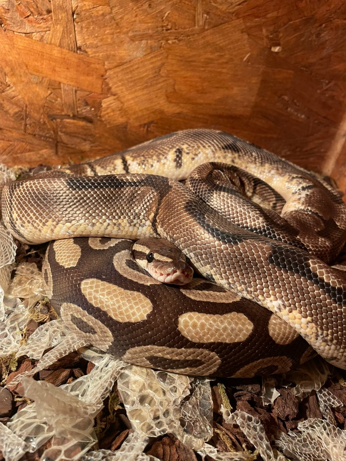 Koningspython/ballpython, Dieren en Toebehoren, Slang, Tam, 3 tot 6 jaar