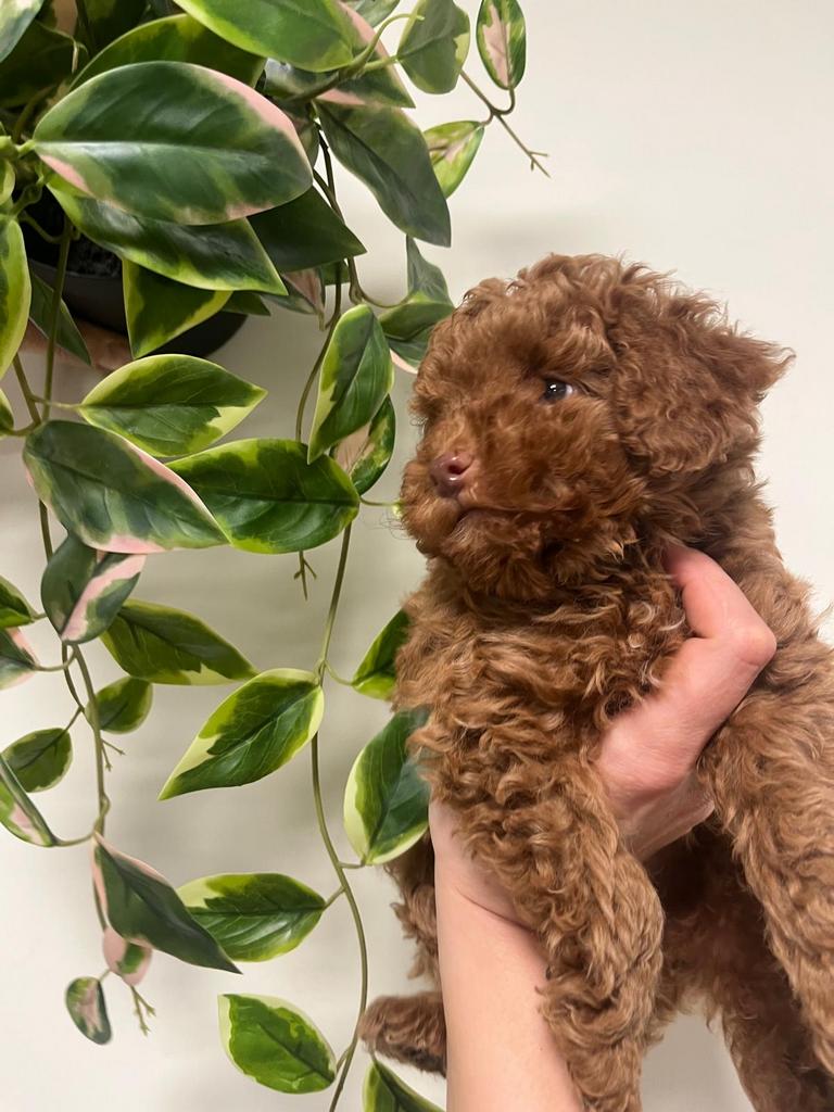 toypoedel / toy poedel puppy’s reutjes zwart en rood, Dieren en Toebehoren, Poedel, Parvo, 8 tot 15 weken, Meerdere