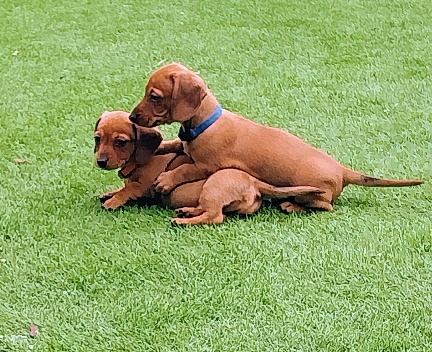 kanichen pups, Kaninchen, 8 tot 15 weken, Korthaar, Meerdere