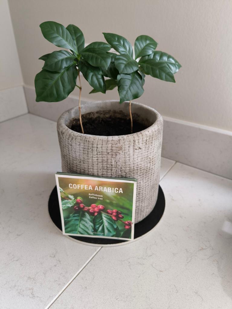 Koffieplant (Coffea Arabica) inclusief pot, Ophalen, Overige soorten, Halfschaduw, In pot