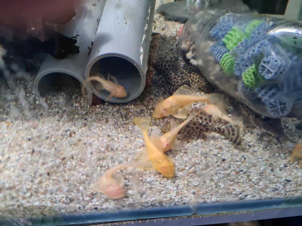 Albino Gibbiceps, Algeneter, Dieren en Toebehoren, Vis, Zoetwatervis