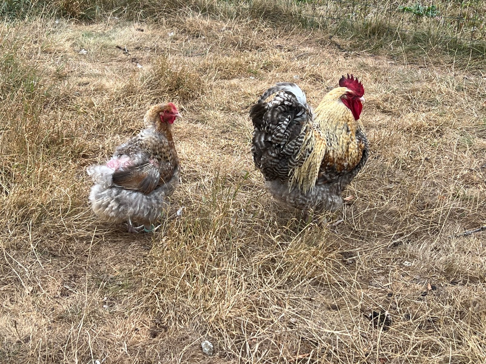 Koppeltje Orpington groot Koekoekspatrijs, Dieren en Toebehoren, Pluimvee, Meerdere dieren, Kip