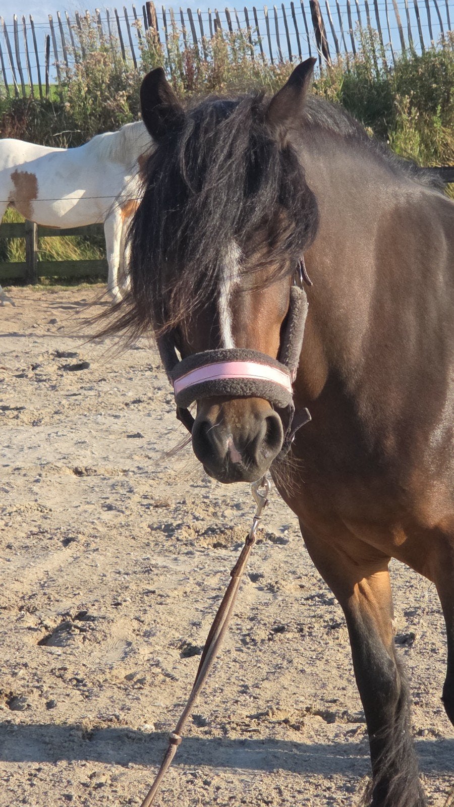 verzorger/bijrijder gezocht, Verzorging of Verzorgpony's