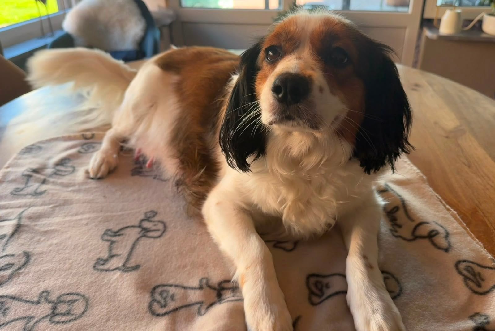 Onze Sproet heeft 9 kleine puppy’s gekregen!, 8 tot 15 weken, Parvo, Meerdere, Meerdere dieren