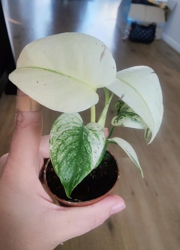 Monstera mint, Ophalen, Halfschaduw, Minder dan 100 cm