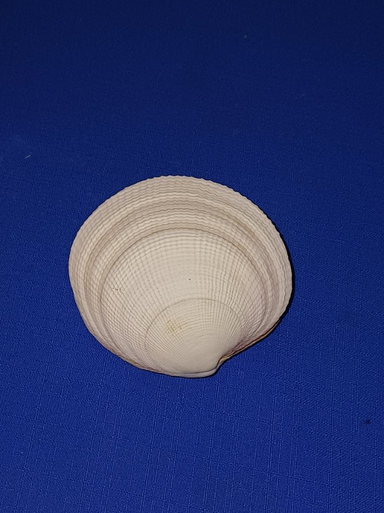 Schelpen, Codakia tigerina, Ophalen of Verzenden, Schelp(en)