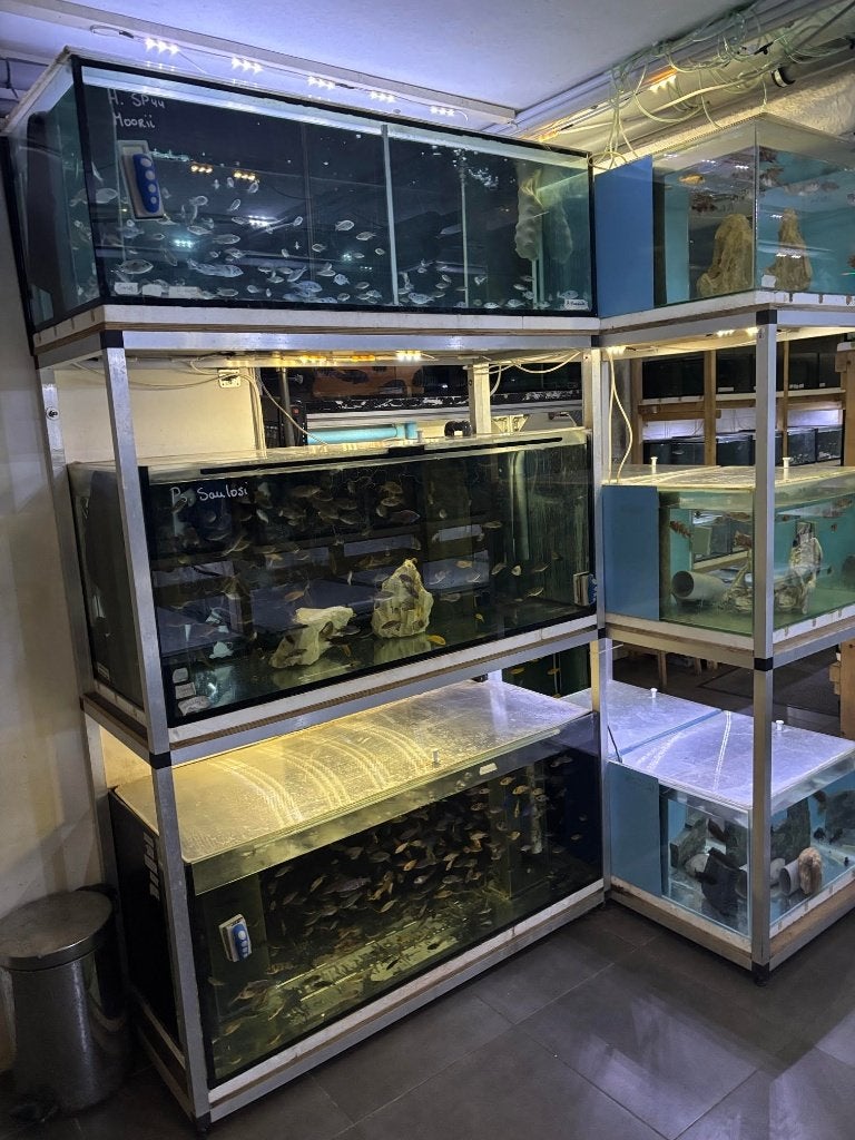 Kweekstelling kweekblok aquarium siervissen cichliden 1400L., Ophalen, Gebruikt, Leeg aquarium
