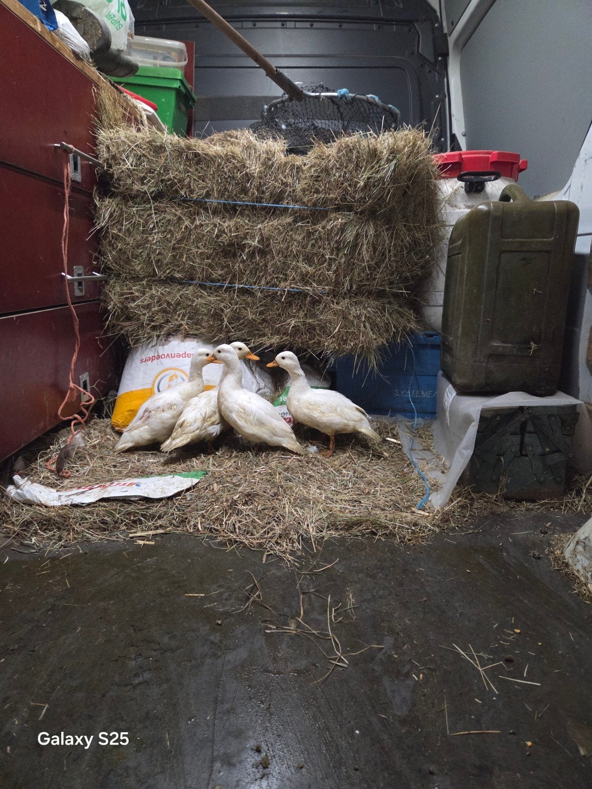 Witte kwakertjes, Dieren en Toebehoren, Pluimvee, Meerdere dieren, Eend