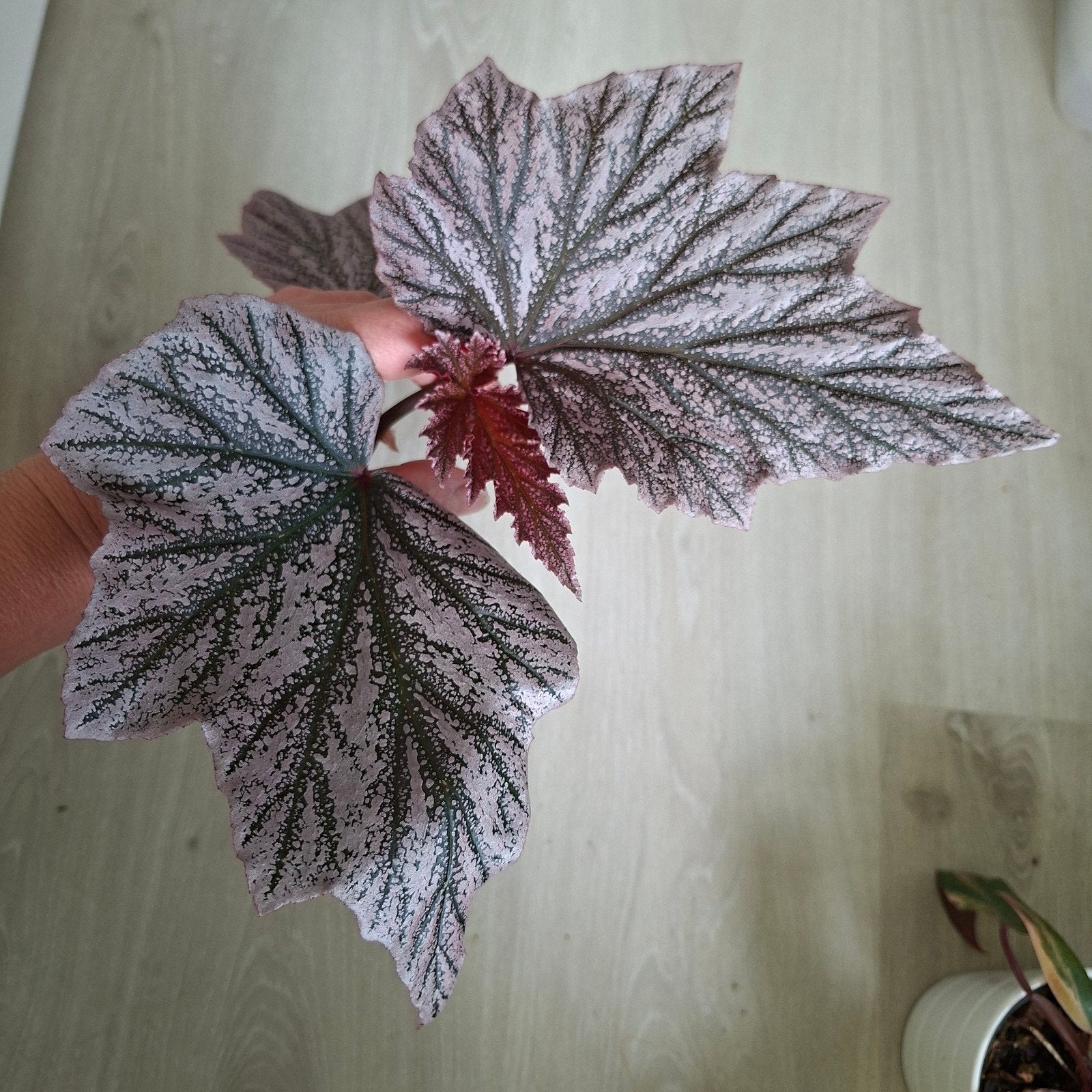 Grote Begonia Pink minx plantje, Ophalen of Verzenden, Nieuw