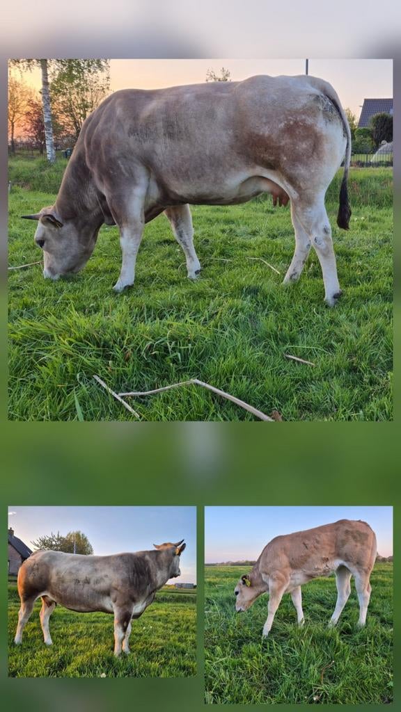 100% Piemontese koe met vaarskalf, Dieren en Toebehoren, Runderen, Meerdere dieren, 0 tot 2 jaar