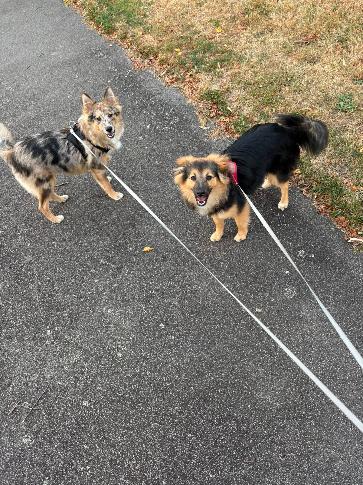 Keeshond x sheltie x australian shephard pups, Keeshond, 15 weken tot 1 jaar, Meerdere, Meerdere dieren