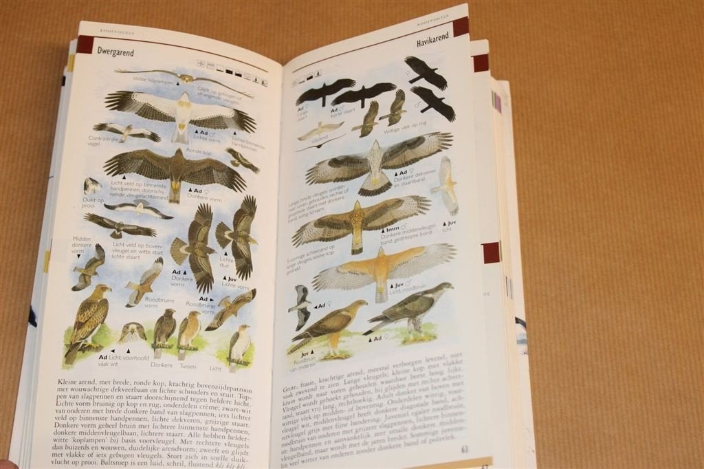 Nieuwe Zakgids Vogels — Hayman — Rijk Geïllustreerd, Boeken, Ophalen of Verzenden, Gelezen, Vogels