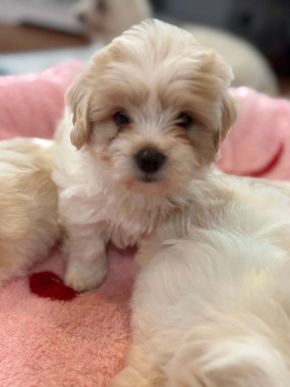 Lief Maltezer teefje zoekt een warm thuis ️, Dieren en Toebehoren, Maltezer, 8 tot 15 weken, Teef, Eén hond