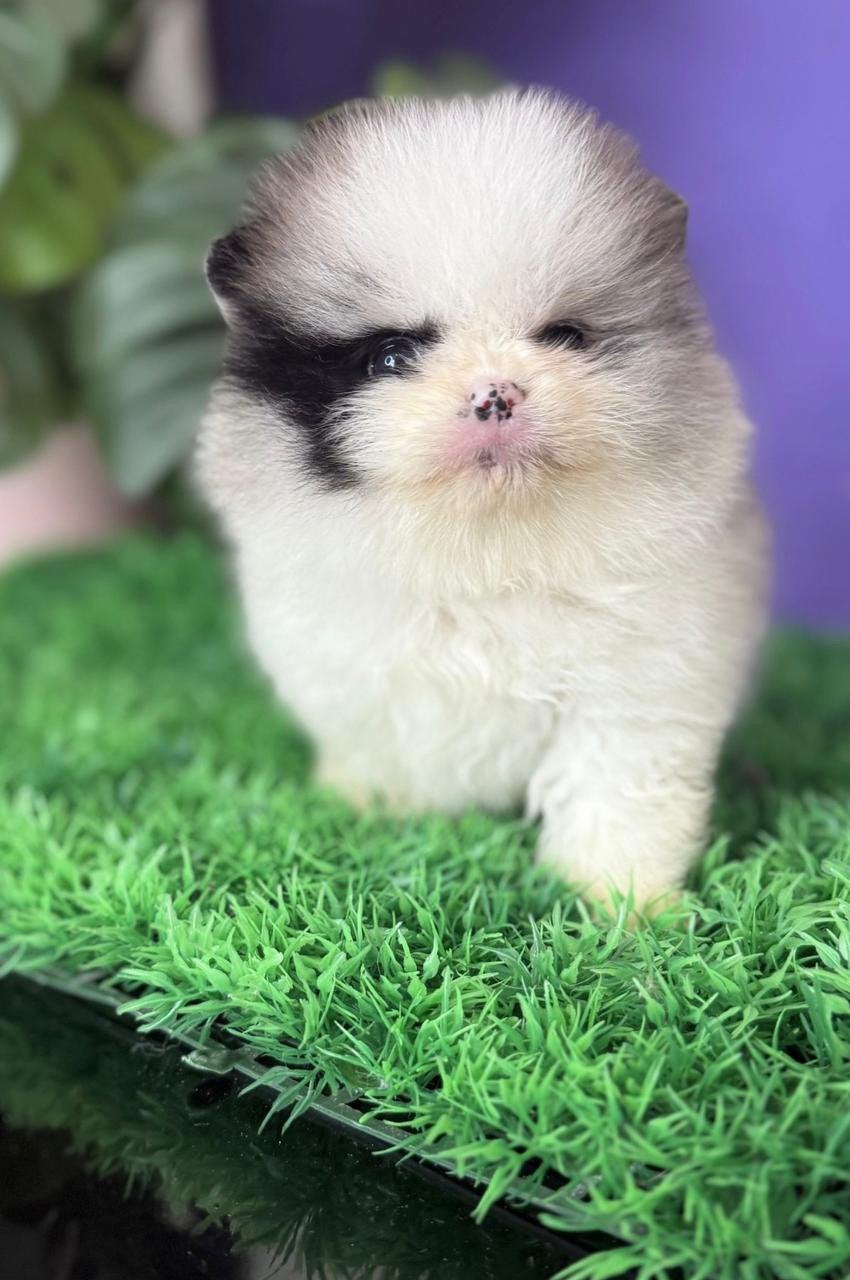 Pomeranian | Pomeriaan, Dieren en Toebehoren, Honden | Poolhonden, Keeshonden en Oertypen, 8 tot 15 weken, Parvo, Eén hond, Nederland