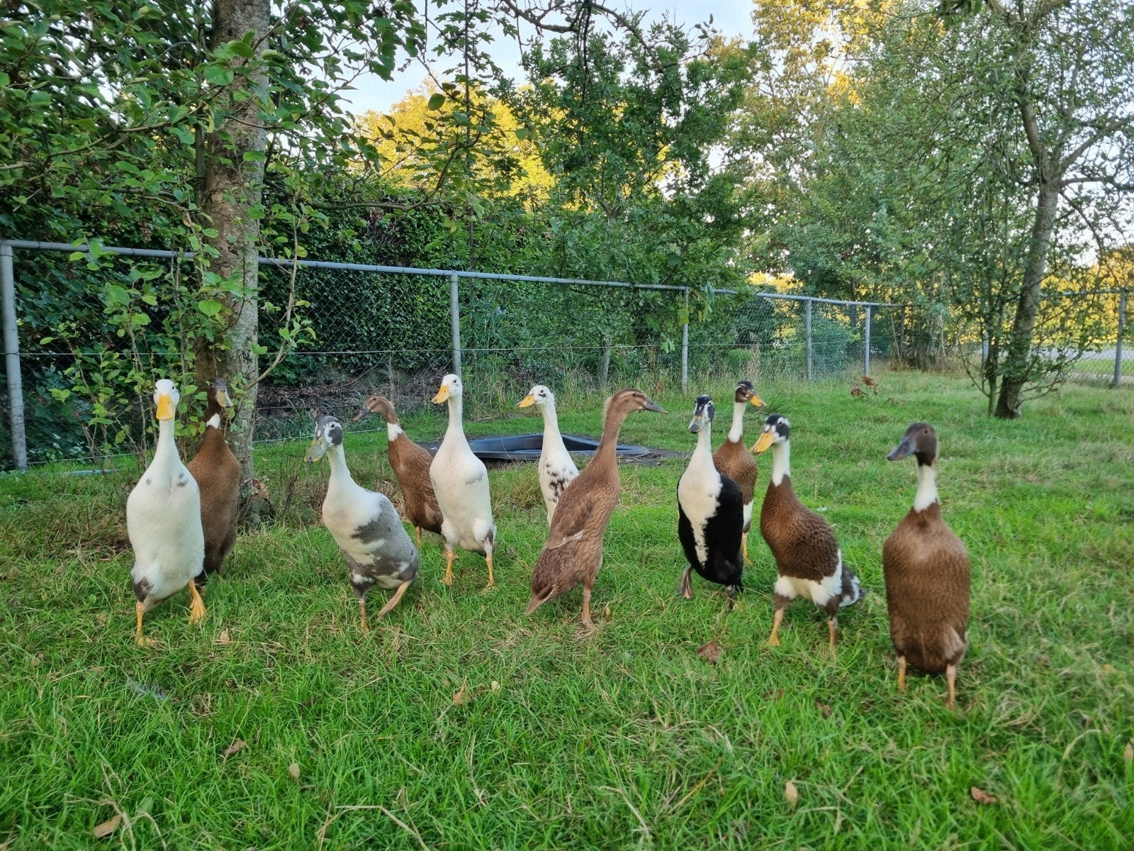 prachtige Indische loopeenden/flesseneend aangeboden, Dieren en Toebehoren, Meerdere dieren, Eend