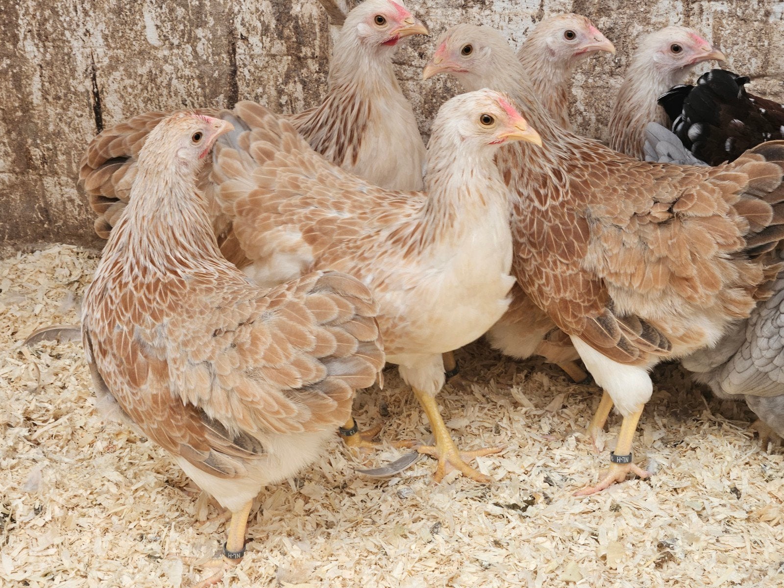 jonge wyandotte krielen verschillende kleuren, Dieren en Toebehoren, Pluimvee, Vrouwelijk, Kip