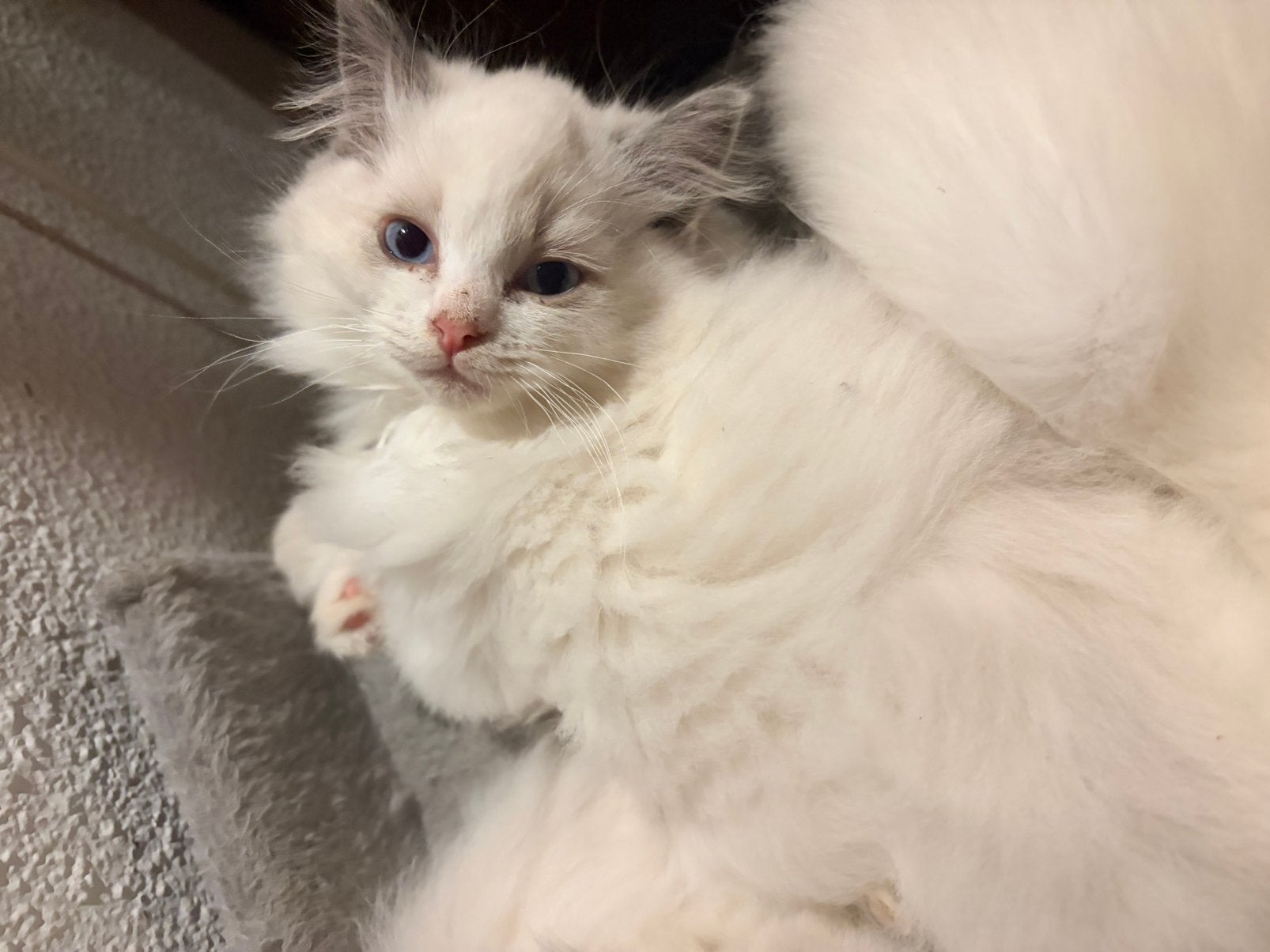Wolkjes Op Vier Pootjes Ragdoll kittens mogen gelijk mee!, Meerdere dieren, Ontwormd, 0 tot 2 jaar
