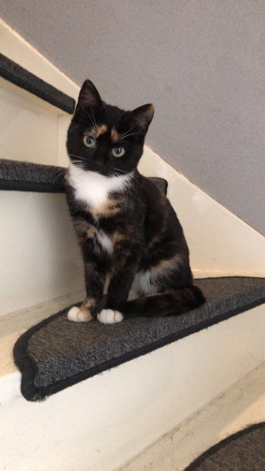 Lieve poes, Dieren en Toebehoren, Poes