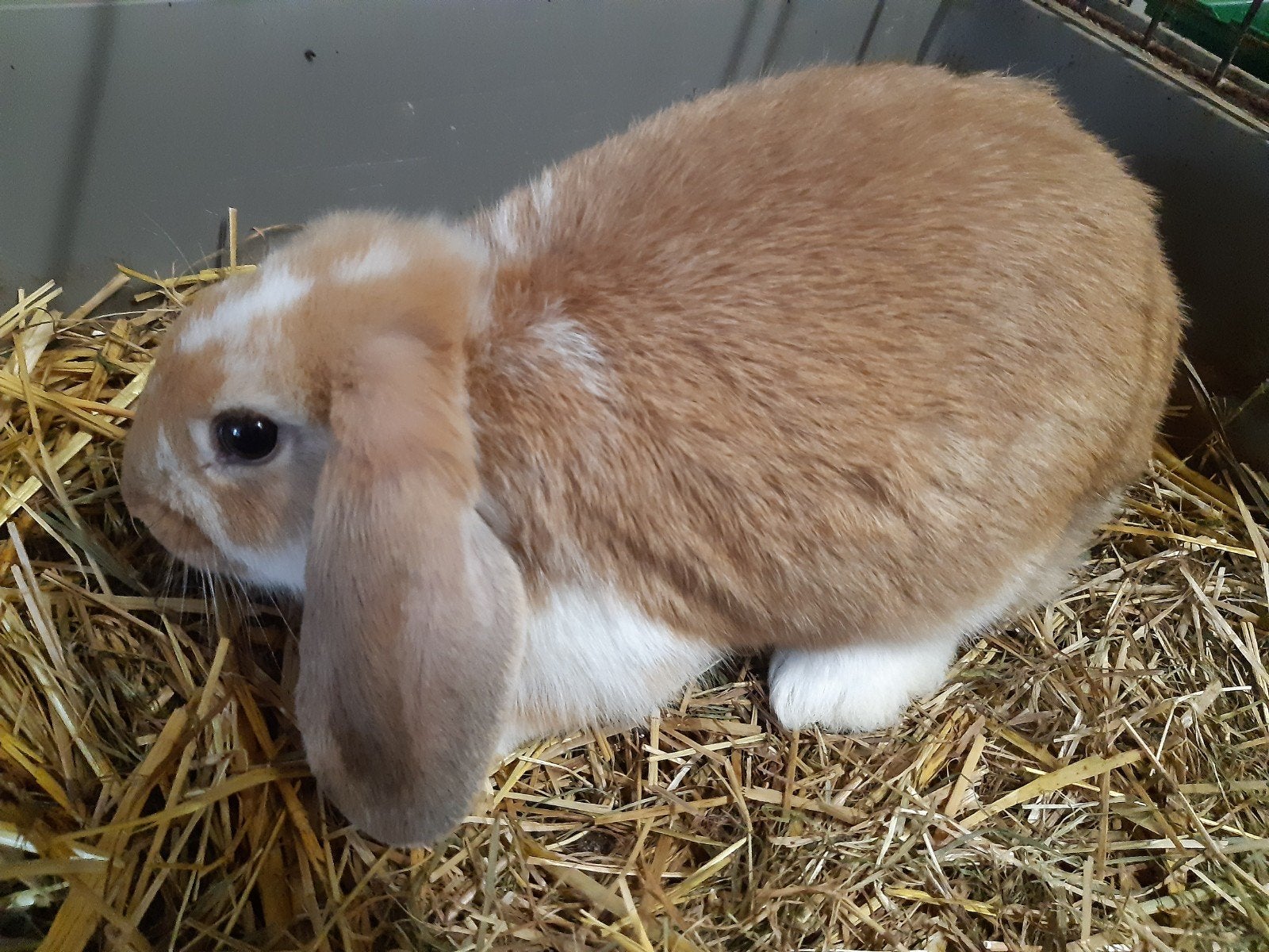 Te koop jonge hangoorkonijntjes, Vrouwelijk, Middelgroot, Hangoor, 0 tot 2 jaar