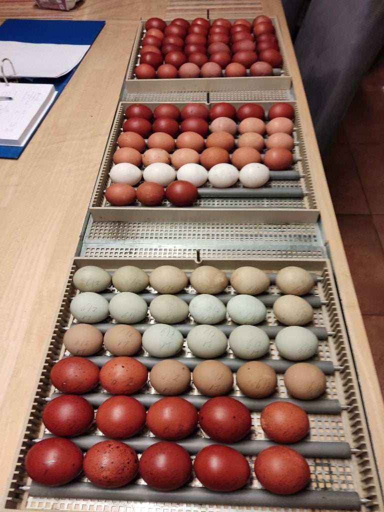 broedeieren, Dieren en Toebehoren, Geslacht onbekend, Kip
