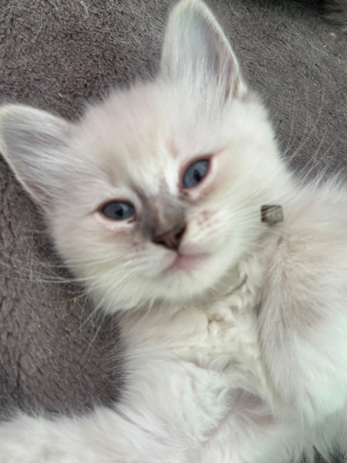 Ragdoll kitten poesje, Dieren en Toebehoren, Meerdere dieren, Gechipt, 0 tot 2 jaar