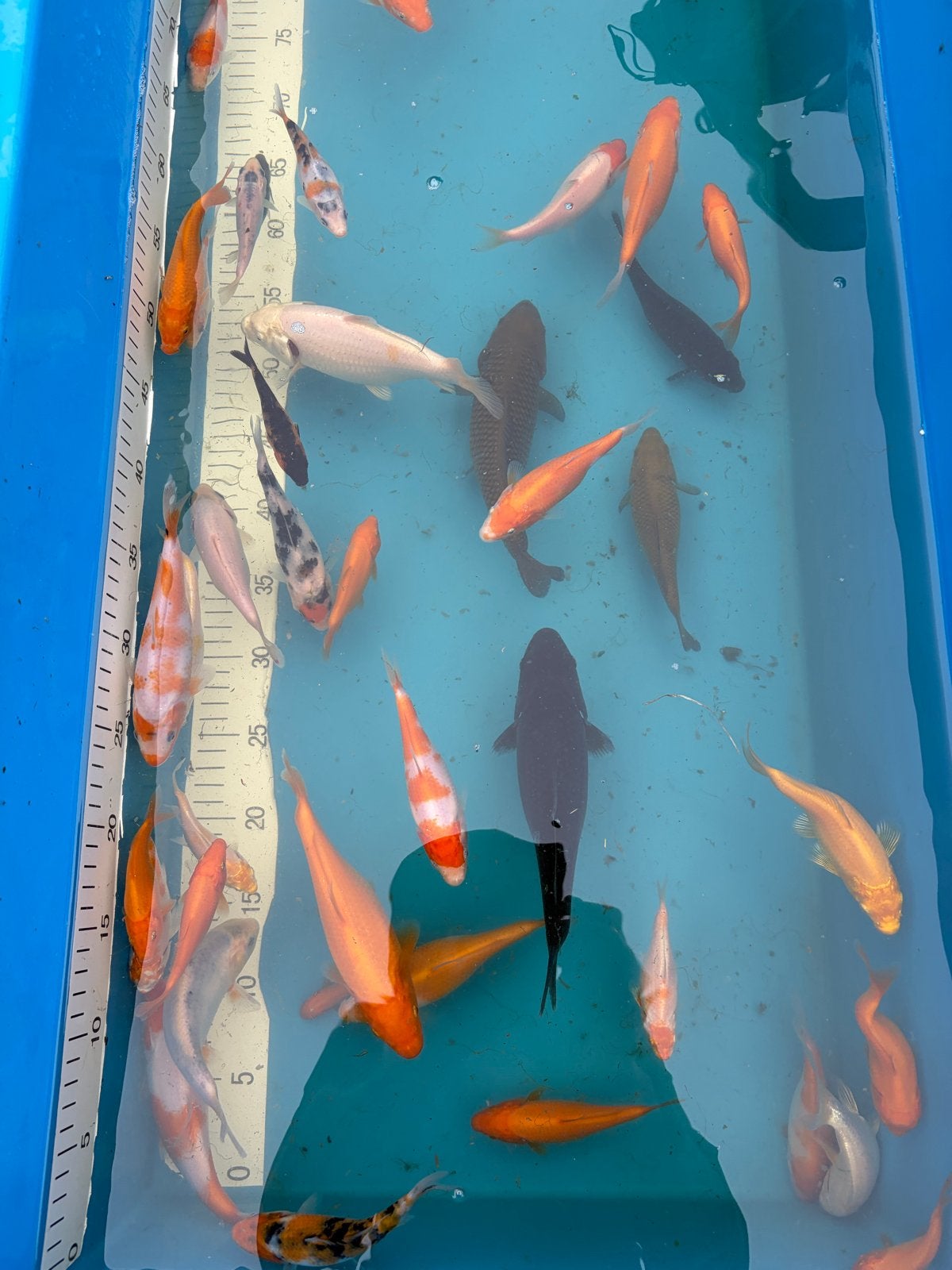 Div jonge koi, Vis