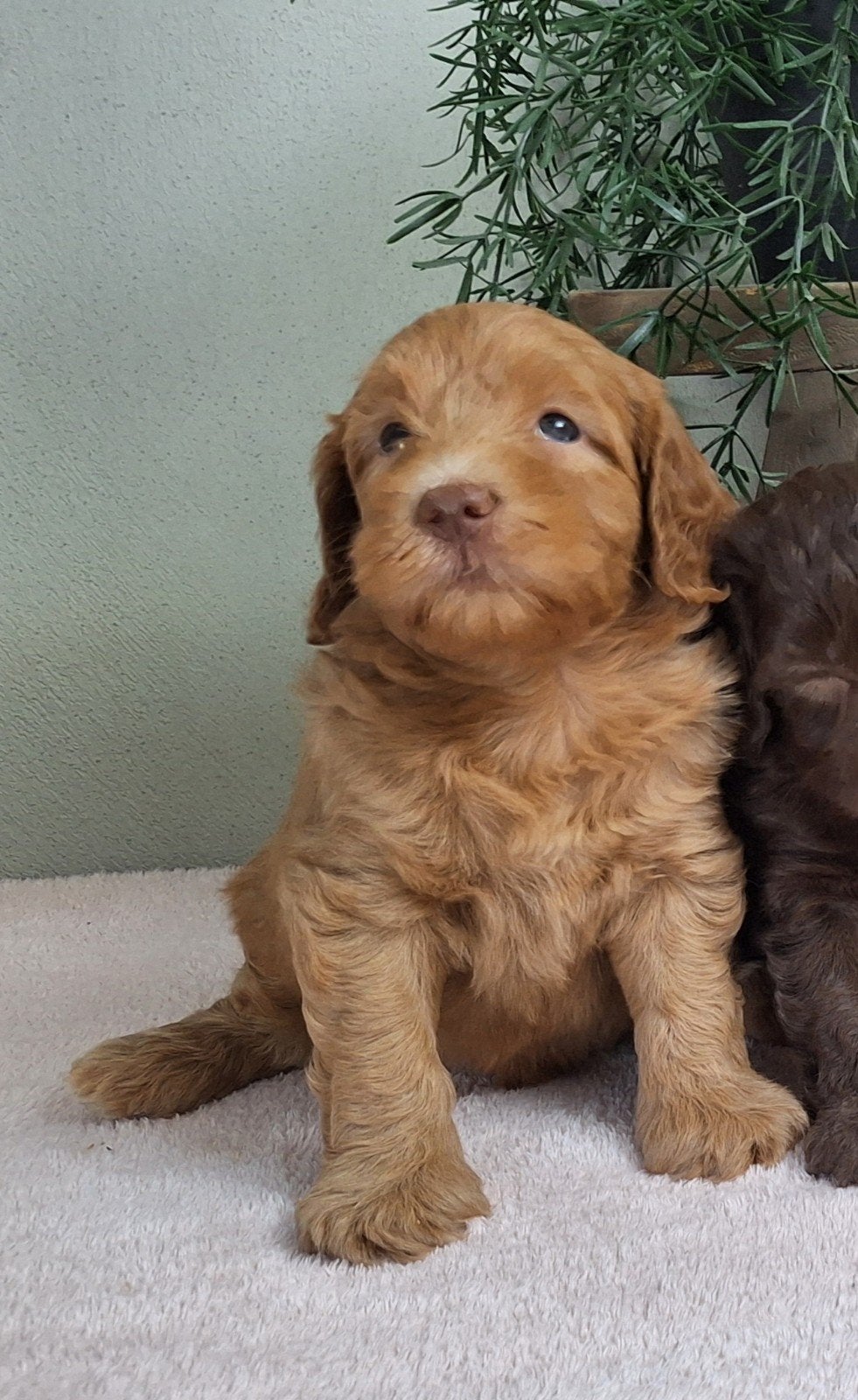 Australian labradoodle pups 40 cm, Nederland, Overige rassen, Meerdere, Meerdere dieren
