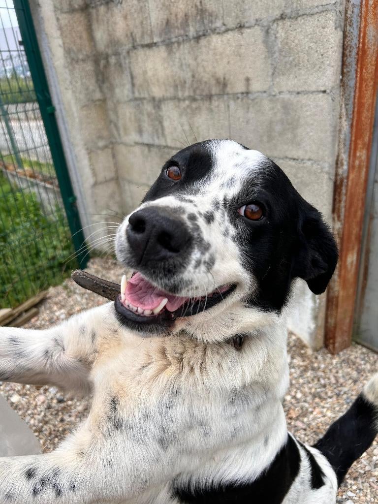 Waar mag deze lieve reu Soco komen wonen?, Dieren en Toebehoren, Honden | Beagles, Bassets en Lopende honden, Particulier, Buitenland
