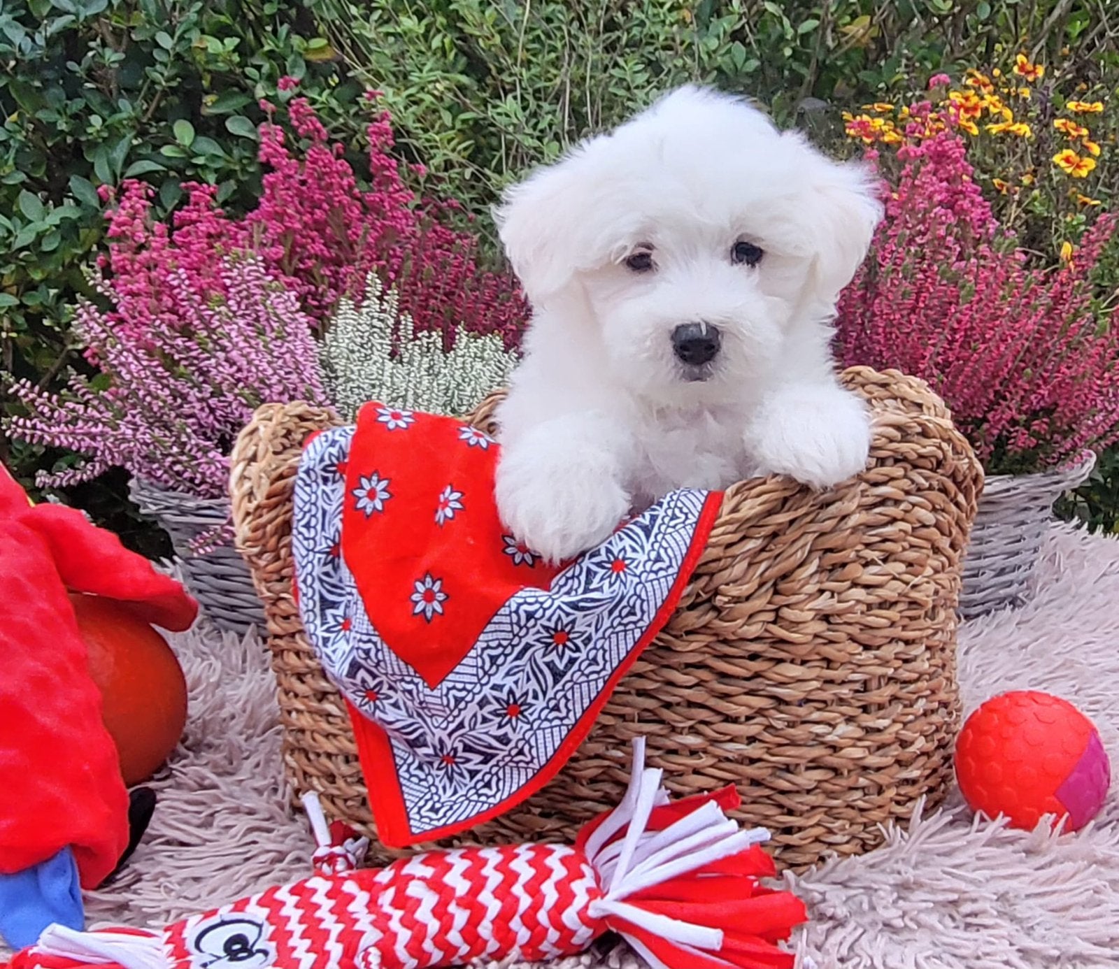 Leuke maltezer pups te koop!, Dieren en Toebehoren, Parvo, Maltezer, 8 tot 15 weken, Meerdere
