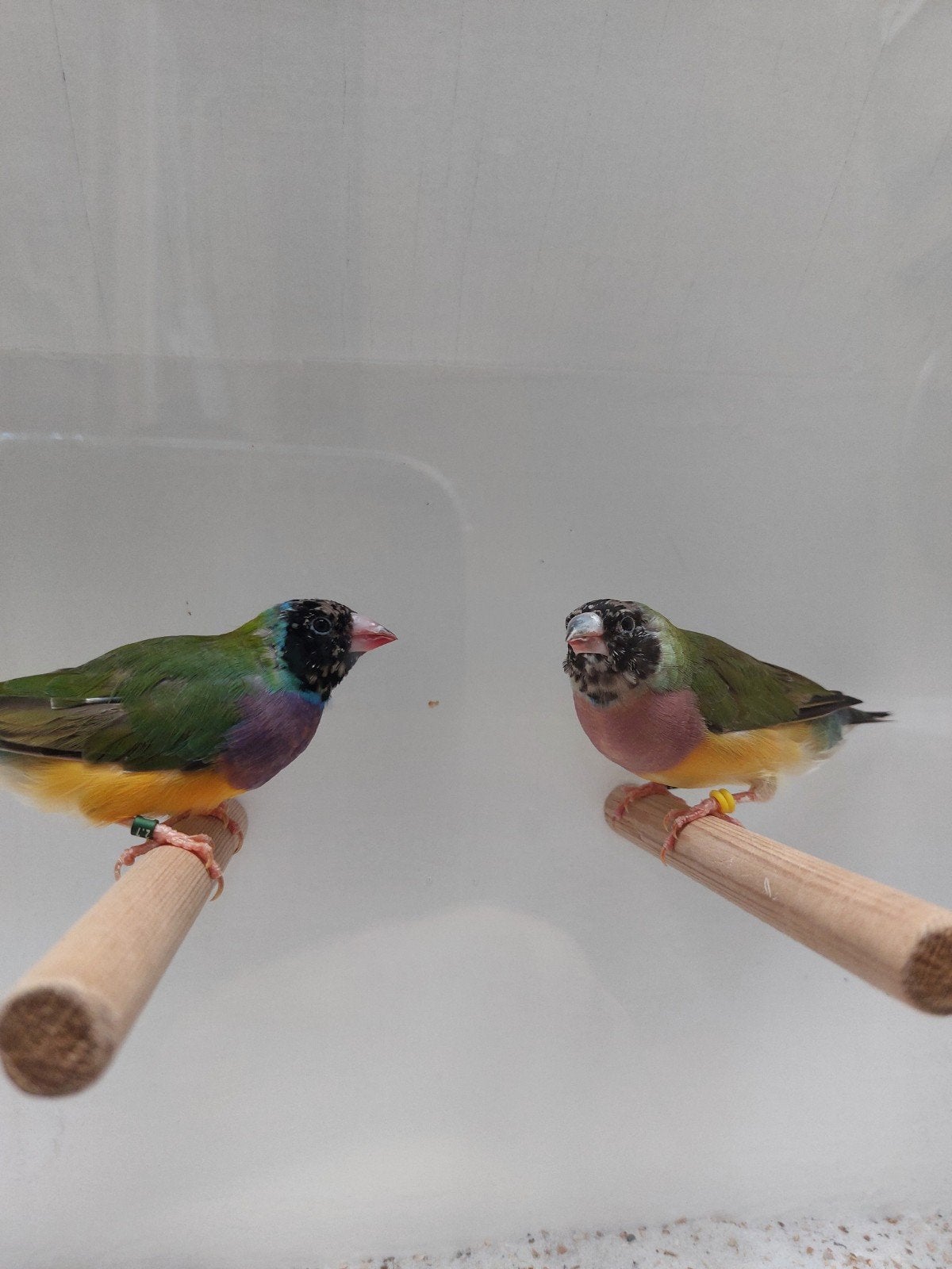 Koppeltje Gouldamadine, Meerdere dieren, Geringd
